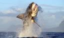 Great white shark jumps from sea into research boat | World news ...