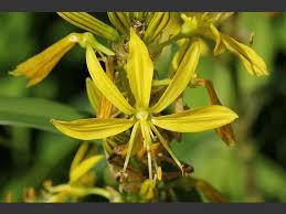 King\u0026#39;s Spear Asphodeline lutea - flower 1 - asphodeline_lutea_kings_spear_flower_25-05-11_1