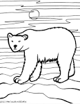 Polar Bear coloring page
