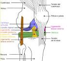 File:Diagrama <b>rodilla</b> color.