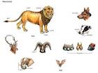 mammal - Definition and pronunciation | Oxford Advanced Learners ...