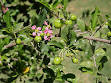 Malpighia emarginata - Wikipedia, the free encyclopedia