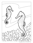 Seahorse coloring page