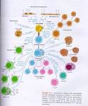 Important Cpn>Diastolic Cardiomyopathy>CFS link | Cpnhelp.