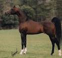 Welcome to Arabian Horses.org - Education