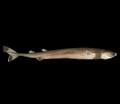 Cookiecutter Sharks, Isistius brasiliensis at MarineBio.