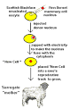 The cloning of Dolly, cell biology and developmental biology.
