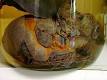 Dirofilaria immitis - Wikipedia, the free encyclopedia