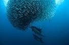 pictures of sardine run