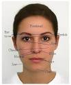 Parts of the human face.