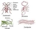 Phylum Arthropoda Help for Classification of Animals, Science ...