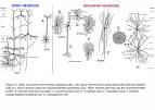 Spiny stellate cells