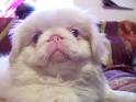 PEKINGESE Information and Pictures, PEKINGESEs, Peke, Pekes, Pek, Peks