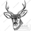 Picture of a Deer With Antlers | #15580 by JVPD | Royalty-Free ...
