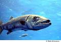 FLMNH Ichthyology Department: Great Barracuda