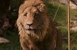 Aslan - Wikipedia, the free encyclopedia