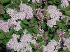 <b>Spiraea</b> japonica 'Little