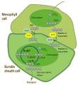 The Calvin Cycle