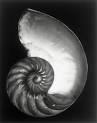 Edward WESTON