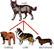 Lines of Evidence: Artificial Selection