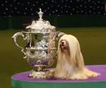 Dog World Home >