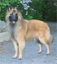 http://www.dogbreedinfo.com/images16/BelgianTervurenRiotstandpath2.jpg