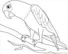 Parrot coloring page