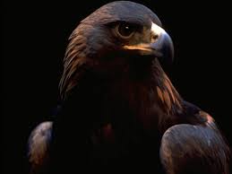 animals wallpapers