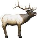 McKenzie Elk Target