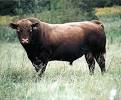 http://www.cattle.com/BreedsofCattle/Images/Red_Angus.jpg
