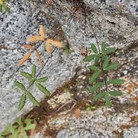 Image result for Pellaea ternifolia subsp. villosa