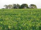 and some say the origin of the word pea possibly came from the Sanskrit, - via Daymix