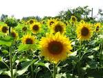 smile lavender: How To Grow A Plants