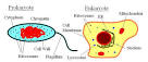 How does an electron