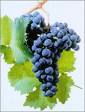Deutsche Weine | Dornfelder