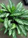 Aglaonema – Aglaonema spp: Plantas Rústicas | Flores - Cultura Mix