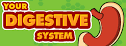 Your Digestive System