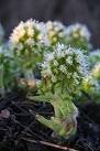This native of the mountains of Europe and South West Asia was first - via Daymix