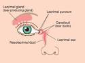 The <b>nasolacrimal duct</b> and the