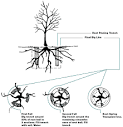 Transplanting Trees and Shrubs