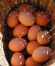 Egg Color, Part I « Fat Finch–Backyard Birds, Birding &amp; Blogging