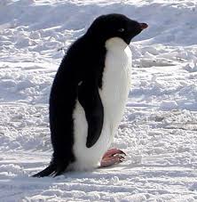 external image images?q=tbn:ANd9GcQwKcKQa6k-m54g9c2-KMulJMMBQc1ocEdQhMduHqdK0NXV__Vs