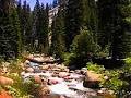 Coniferous Forest : Mission: Biomes