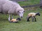 SK0371 : Newborn lambs - via Daymix