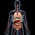 human anatomy 3d model