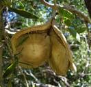 <b>Aspidosperma</b> quebracho-blanco