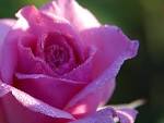 pink roses dew (pink roses - via Daymix