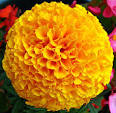 Commons:Featured picture candidates/Image:Yellow French Marigold ...