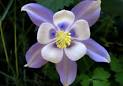Blue COLUMBINE Seeds