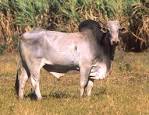 File:Bos taurus indicus.jpg - Wikipedia, the free encyclopedia